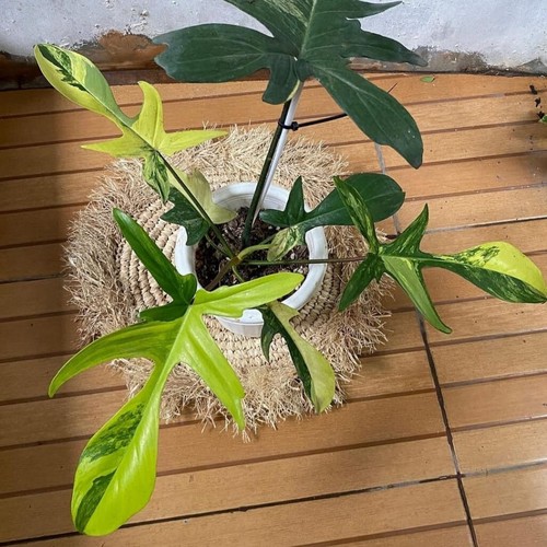 Philodendron florida beauty - philodendron,