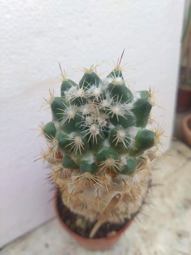 Coryphantha calipensis 23cm - coryphantha,