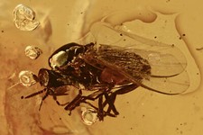 BLACK FLY Great Simuliidae