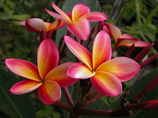 10 semi mix di PLUMERIA RUBLA