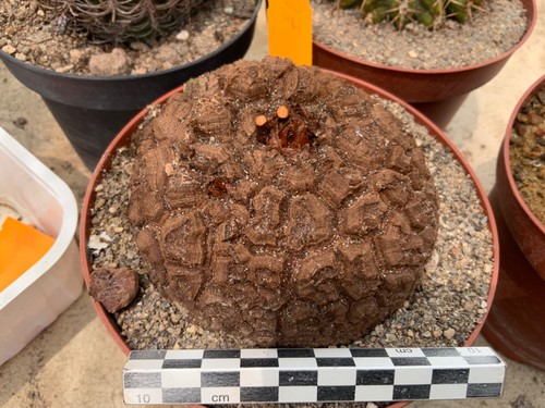 187 dioscorea elephantipes - 187,