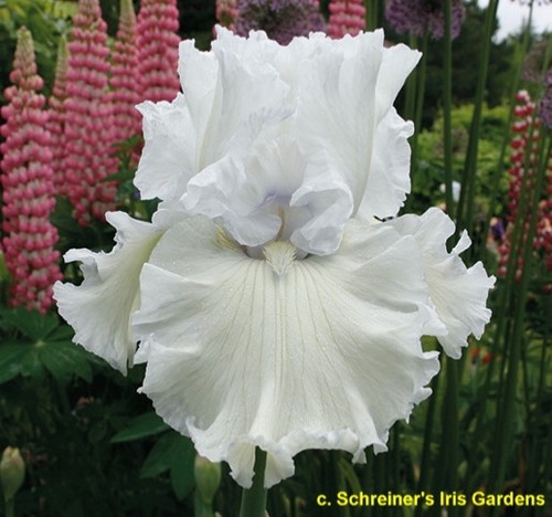 Iris jimmy schreiner - iris, 'jimmy