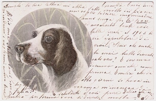 Cane caccia segugio - da,