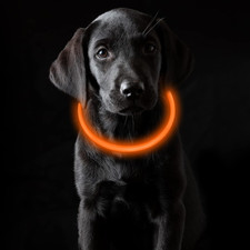 Collare Luminoso per Cani USB