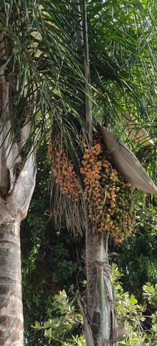 Cocos plumosa semi - semi,