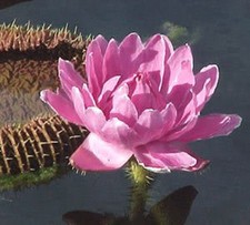 Victoria amazonica gigante - victoria, amazonica/gigante