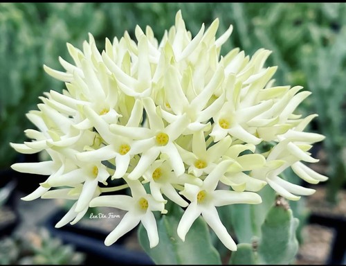Caralluma flava var albiflora - flava,