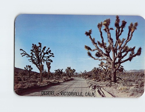 Postcard joshua tree yucca - postcard,