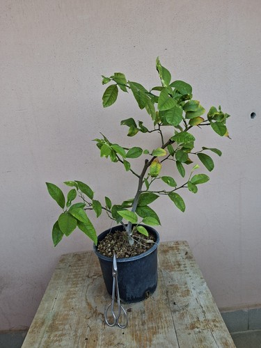 Pre bonsai limone - pre,
