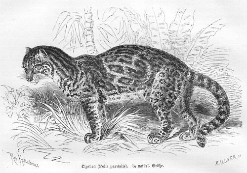 Ozelot felis pardalis - ozelot,