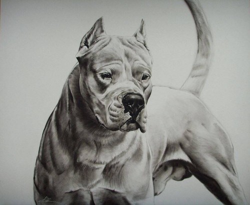 Attenti cane pitbull dogo - pitbull,