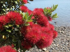 25 graines d' ARBRE DE NOËL