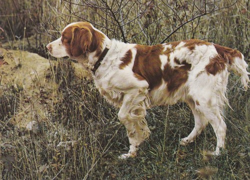 Cartolina epagneul breton - cartolina,