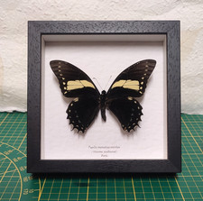 Papilio menatius eurotas vera