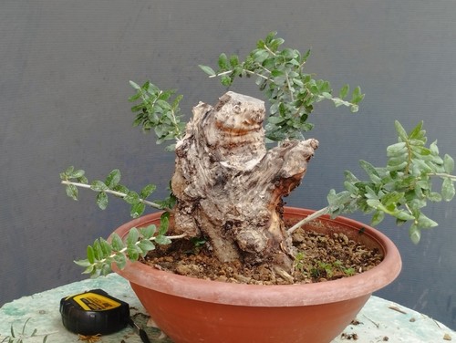 Bonsai olivastro robusta - olivastro,