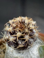 Uebelmannia buingii