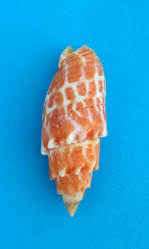 Mitra stictica - , 47,1