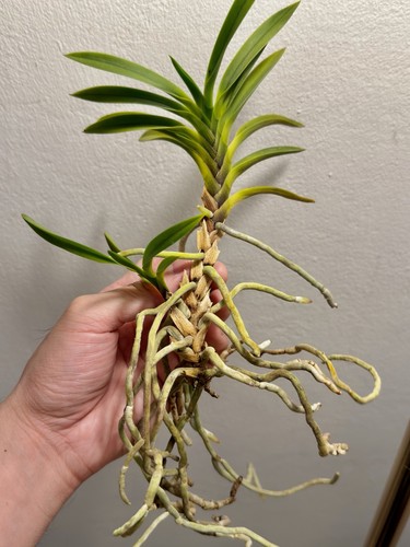 Neofinetia falcata profumo