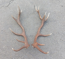 Enorme Coppia palchi,trofei ,corna di cervo ramificati per arredo o collezione