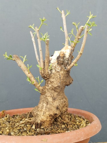 Bonsai olivastro robusta - olivastro,
