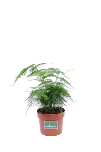 Pianta asparagus setaceus - di,