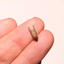 Dente di coccodrillo radicato