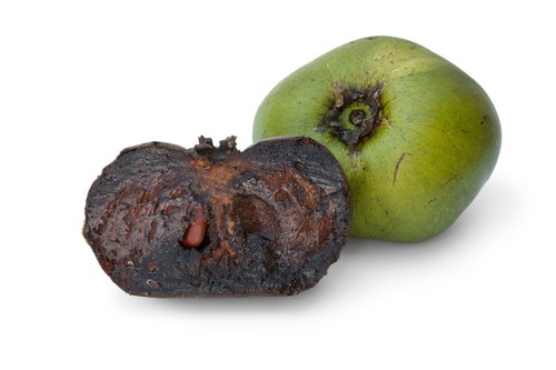 Tappetini semi sapote - tappetini, di