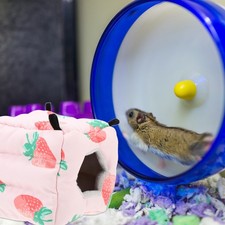  Nido Per Dormire Del Criceto