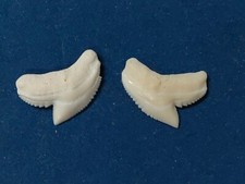DENTI di SQUALO TIGRE