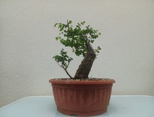 Bonsai olmo campestre prezzo - bonsai,
