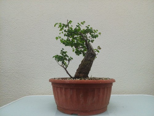 Bonsai olmo progetto - top, da