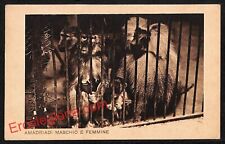 ai0994 - CARTOLINA D'EPOCA - Roma - Giardino Zoologico del Governatorato di Roma