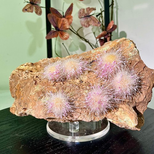 Esemplari grotta 66 - grotta, 5,66