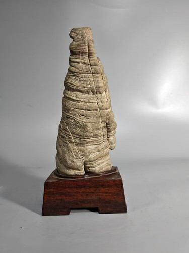 11069 bellissimo bonsai - #11069.bellissimo,