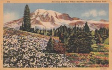 Cartolina Mountain Flowers