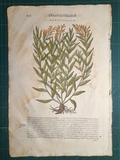 MATTIOLI MATTHIOLI Erbario a