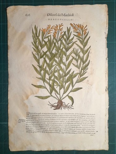 Mattioli matthioli erbario - matthioli,