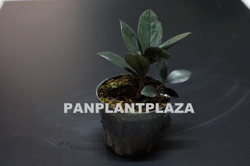 Pianta zamioculcas zamifolia - 1,
