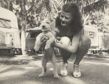 Foto parco rimorchio cane Fox