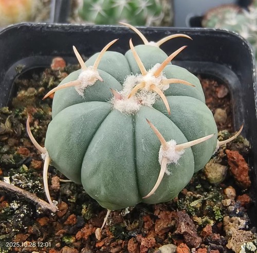 Rara pianta succulenta - , cactus