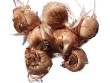 Crocus Sativus Safran - Crocus