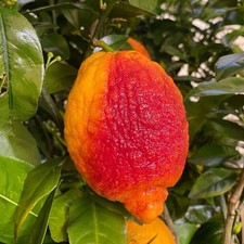 Pianta limone rosso in - pianta,