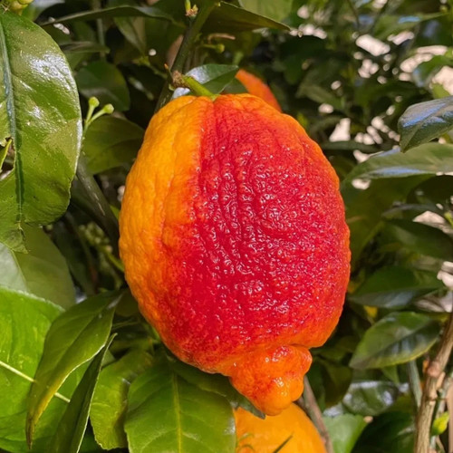 Pianta limone rosso - pianta, di