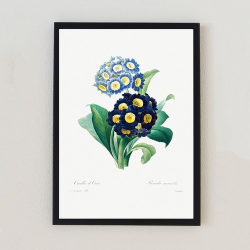 Illustrazione fiore botanico