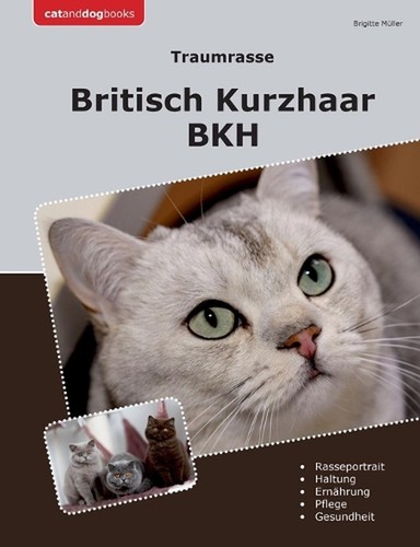 Traumrasse britisch kurzhaar - traumrasse,