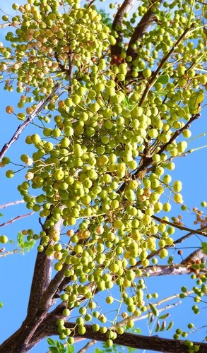 Cinaberry melia azedarach - cinaberry,