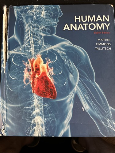 Human anatomy - human, (eighth