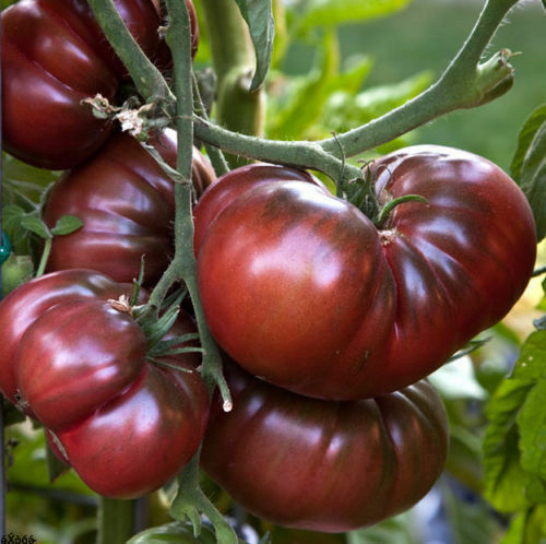 Pomodoro black krim - krim, gigante