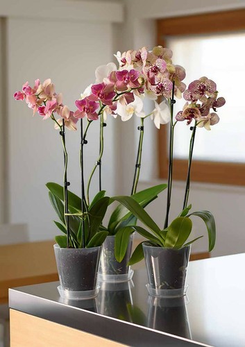 Vaso plastica trasparente - vaso,