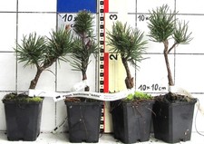 Pinus banksiana ARTICO -
